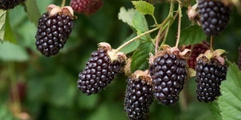 Njega jemaline u jesen, priprema za zimu